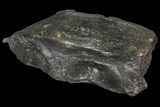 Fossil Whale Cervical Vertebra - South Carolina #85578-1